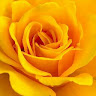 Bhawna Dhillon Profile Pic